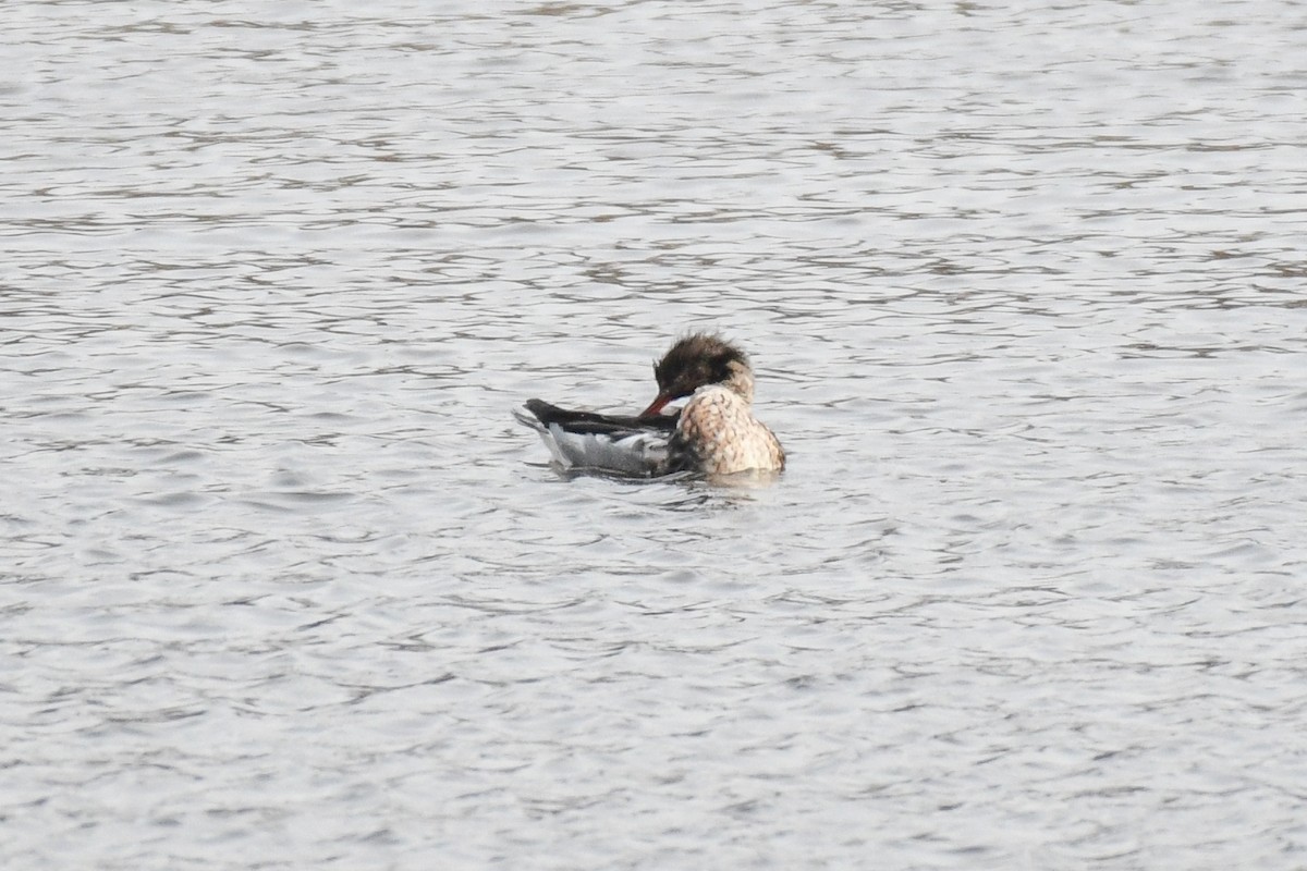 ウミアイサ - ML646605197