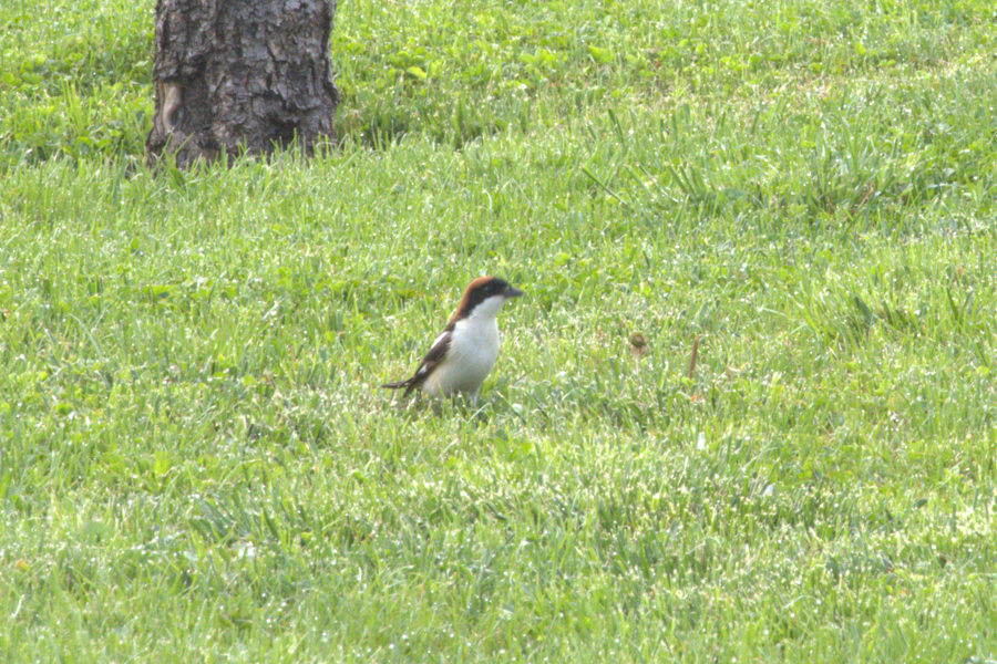 Woodchat Shrike - ML646605198