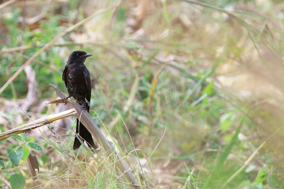Black Drongo - ML646605203