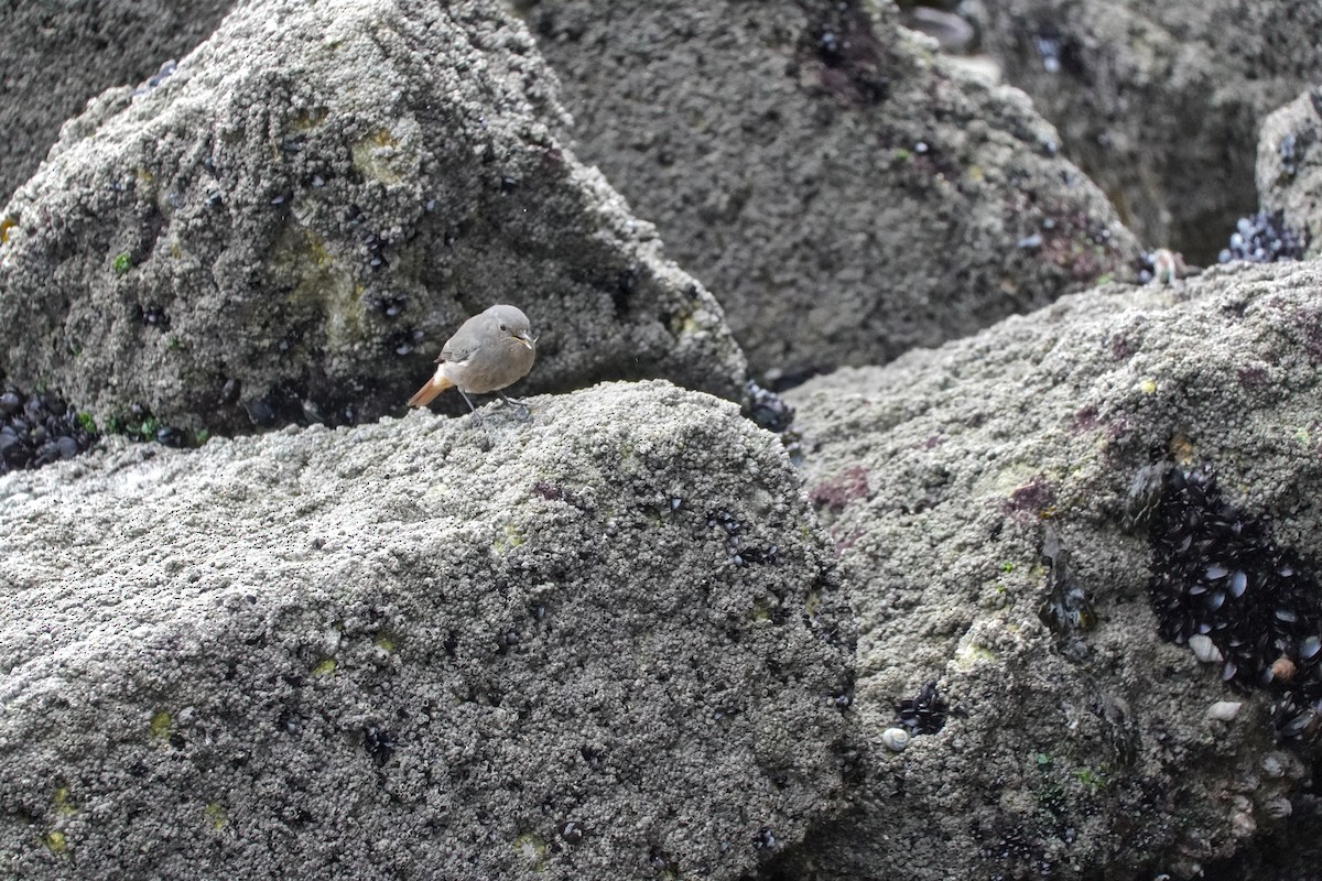 Hausrotschwanz - ML646605204