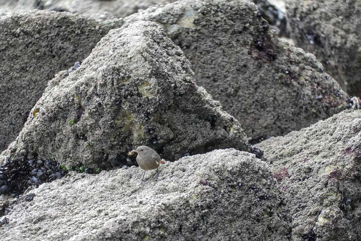 Hausrotschwanz - ML646605205