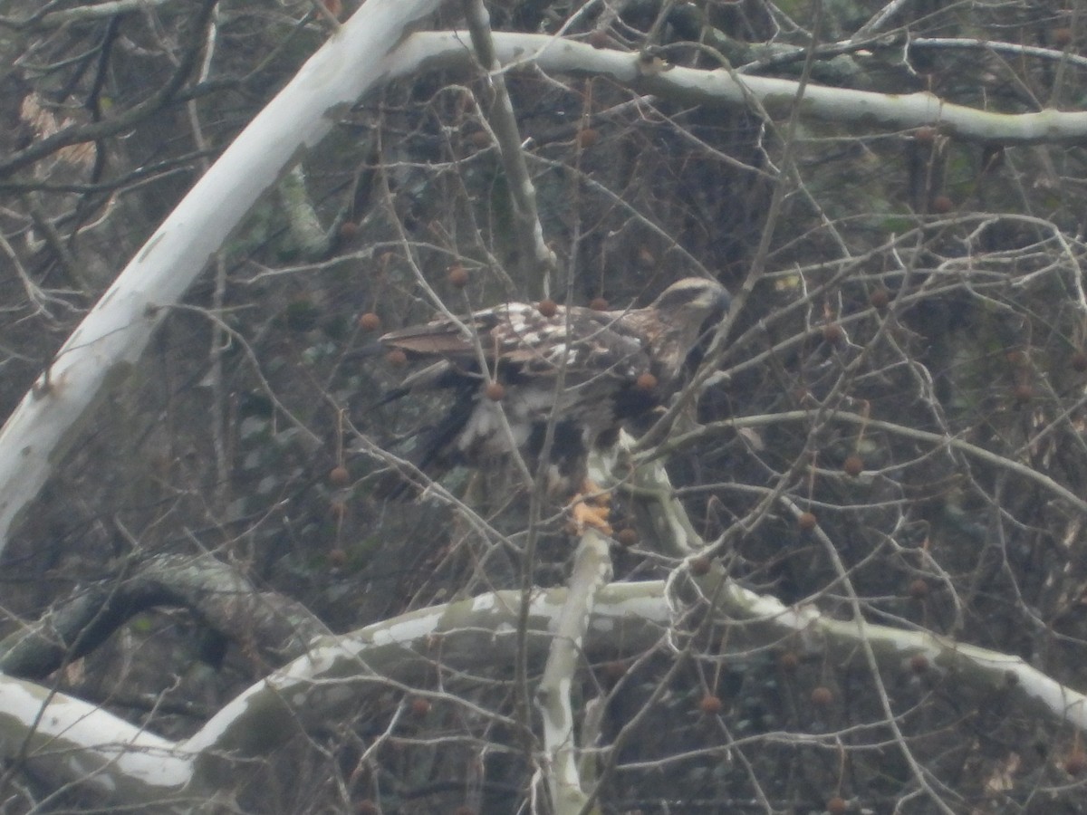 Bald Eagle - ML646605206