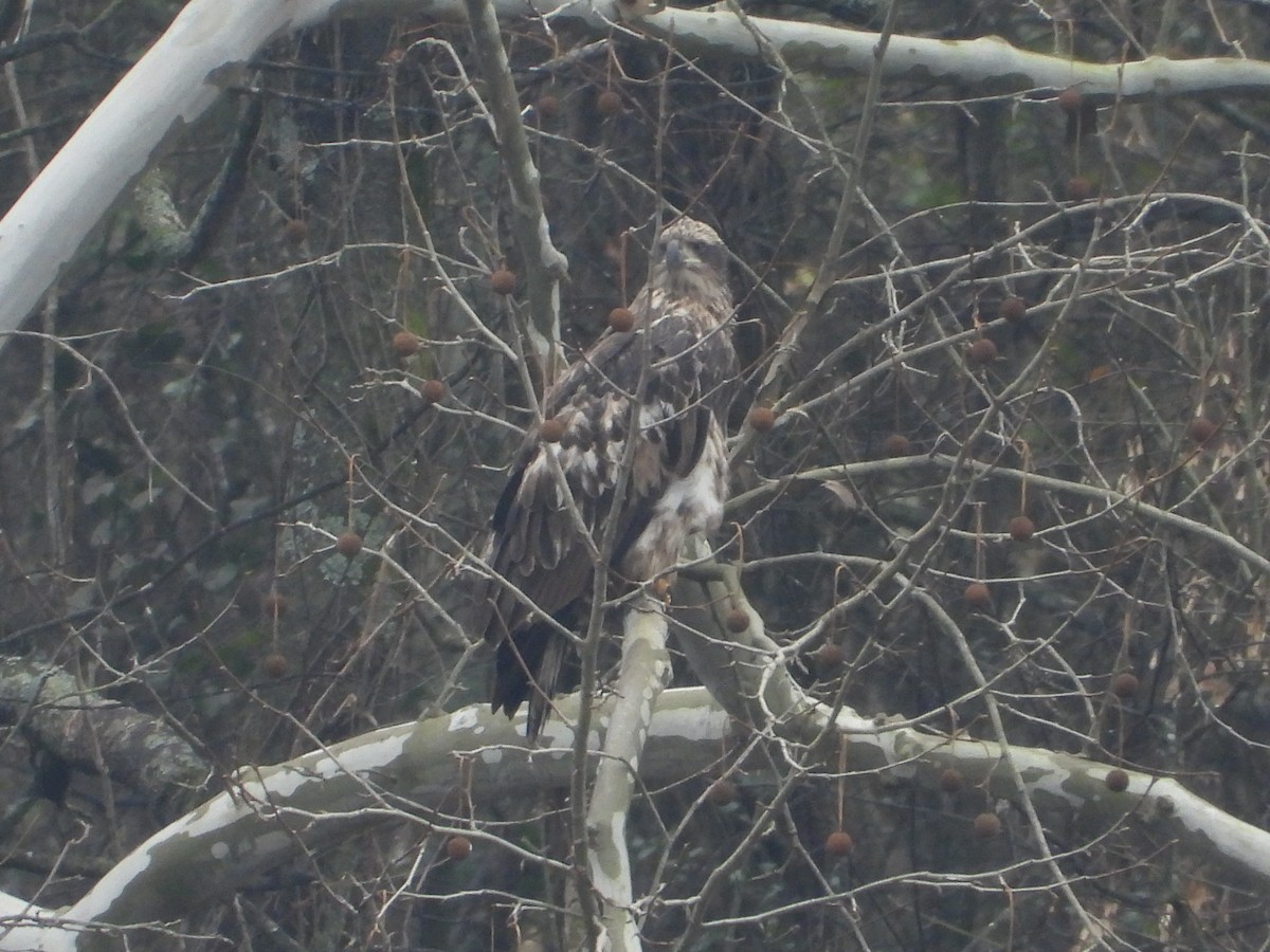 Bald Eagle - ML646605207