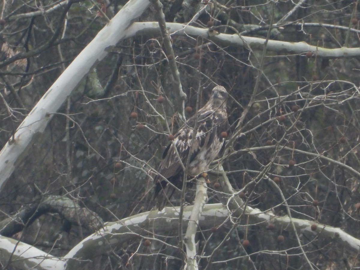 Bald Eagle - ML646605208