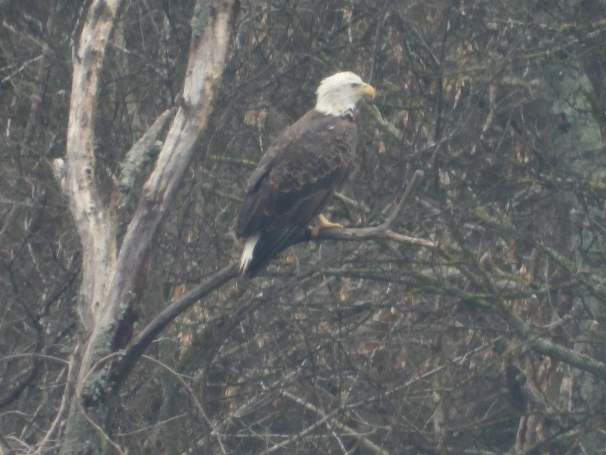 Bald Eagle - ML646605209