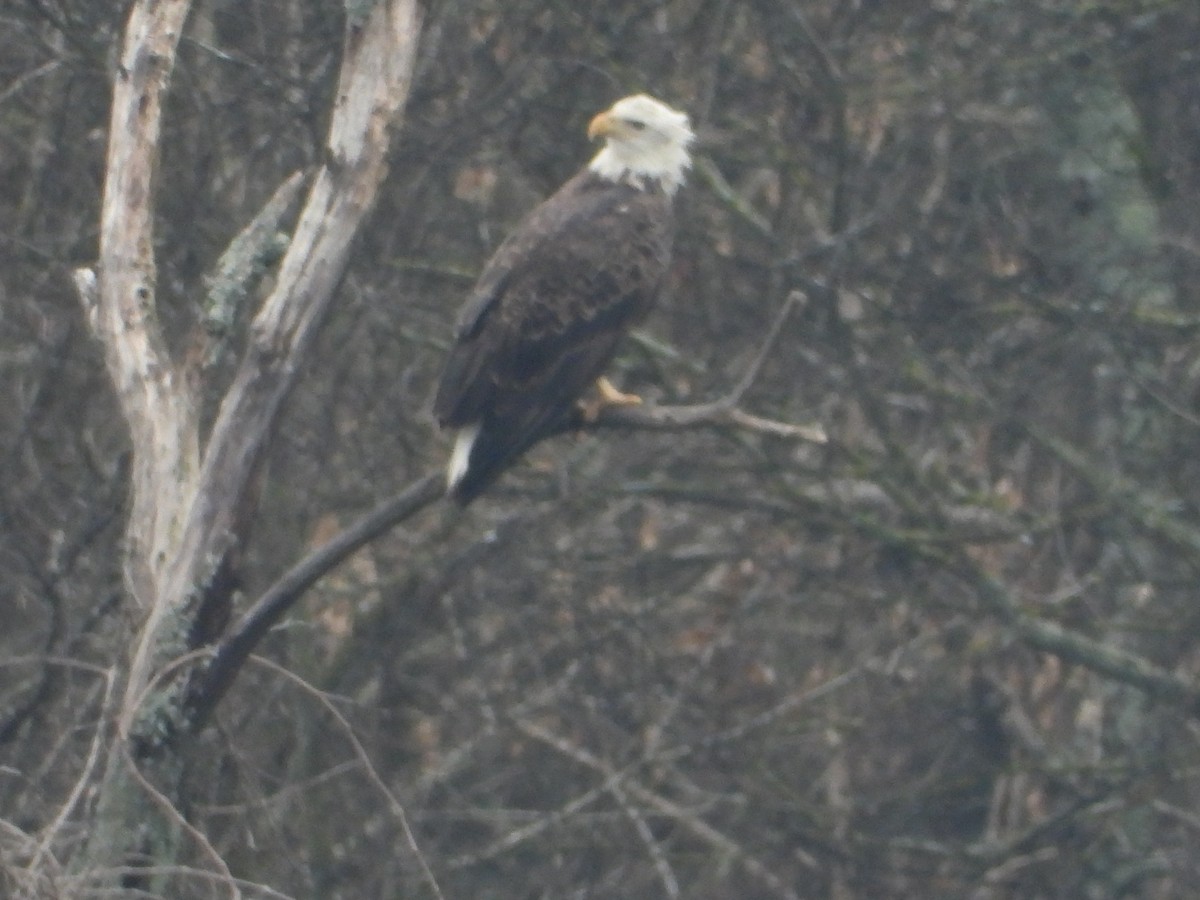 Bald Eagle - ML646605210