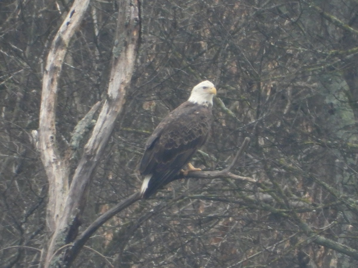Bald Eagle - ML646605211
