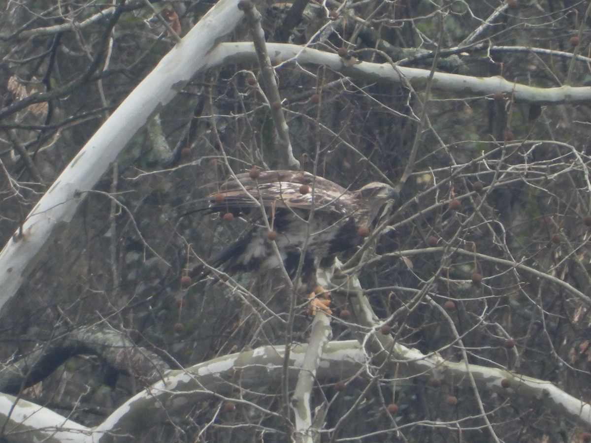 Bald Eagle - ML646605212