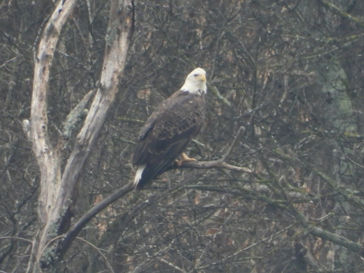 Bald Eagle - ML646605213