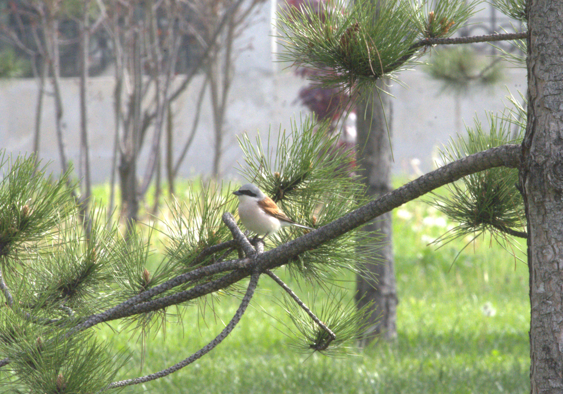 Red-backed Shrike - ML646605214