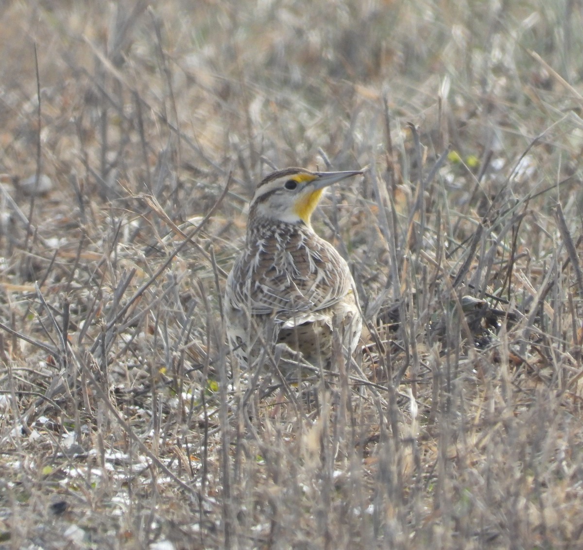 Eastern Meadowlark - ML646605215