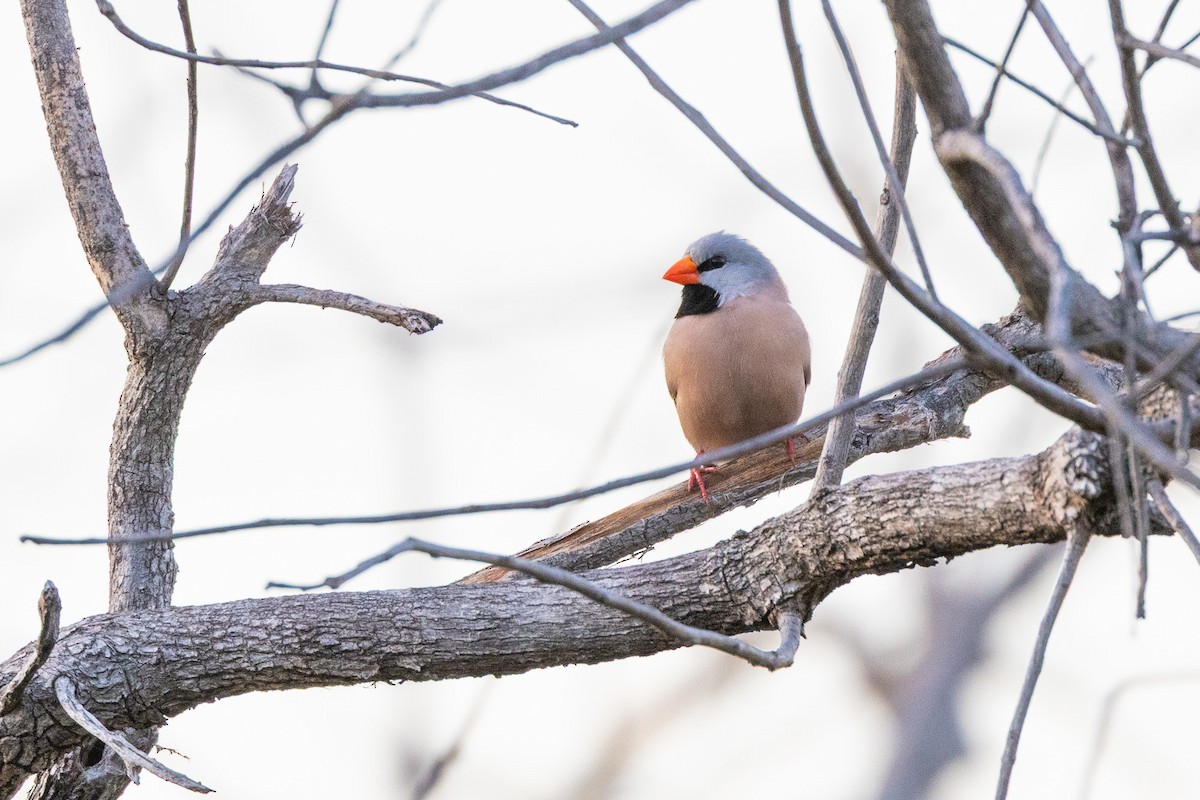 Long-tailed Finch - ML646605221
