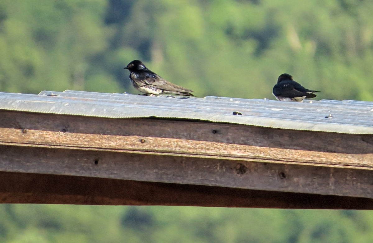 Gray-breasted Martin - ML646605222