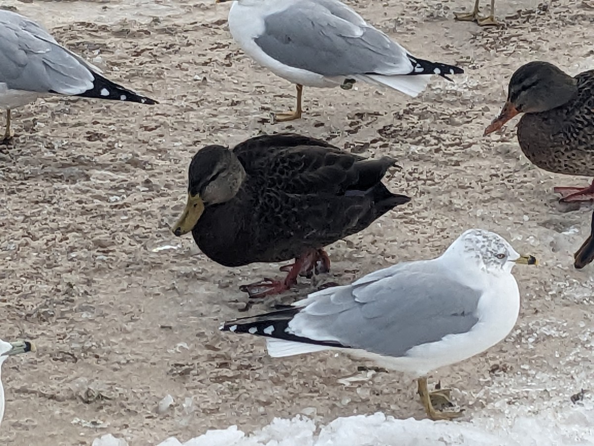 American Black Duck - ML646605223