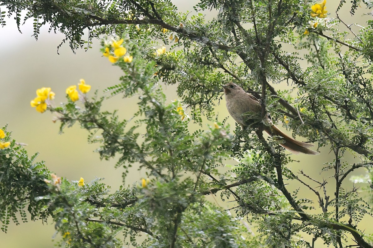 Maquis Canastero - ML646605225