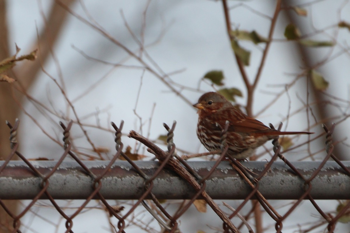 Пестрогрудая овсянка (Лисья) - ML646605227