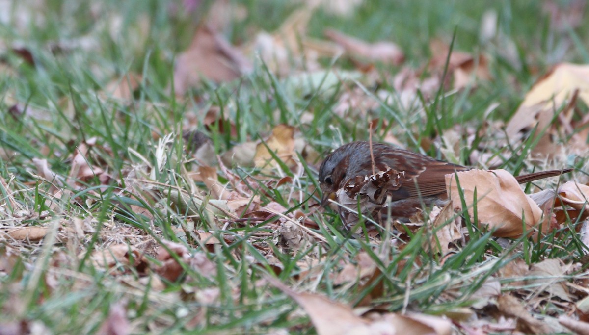 Пестрогрудая овсянка (Лисья) - ML646605228