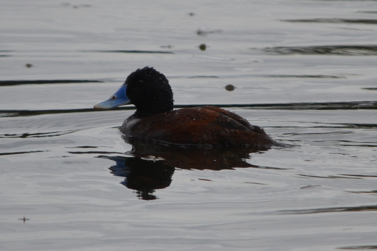 Blue-billed Duck - ML646605237