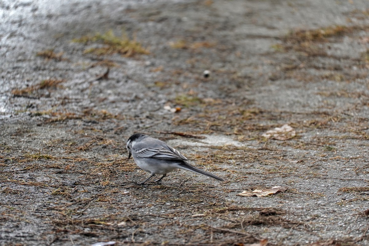 White Wagtail - ML646605239