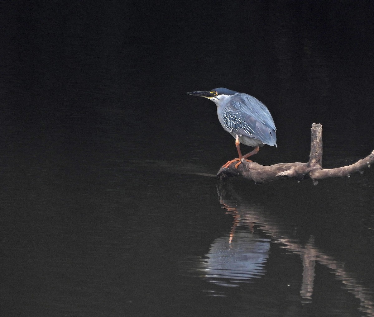 Striated Heron - ML646605241