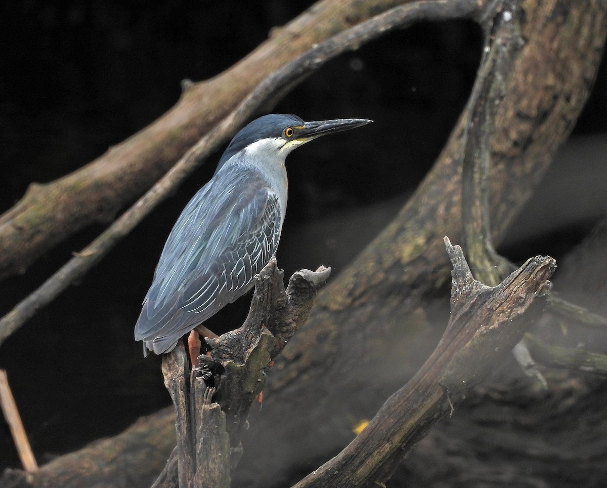 Striated Heron - ML646605243