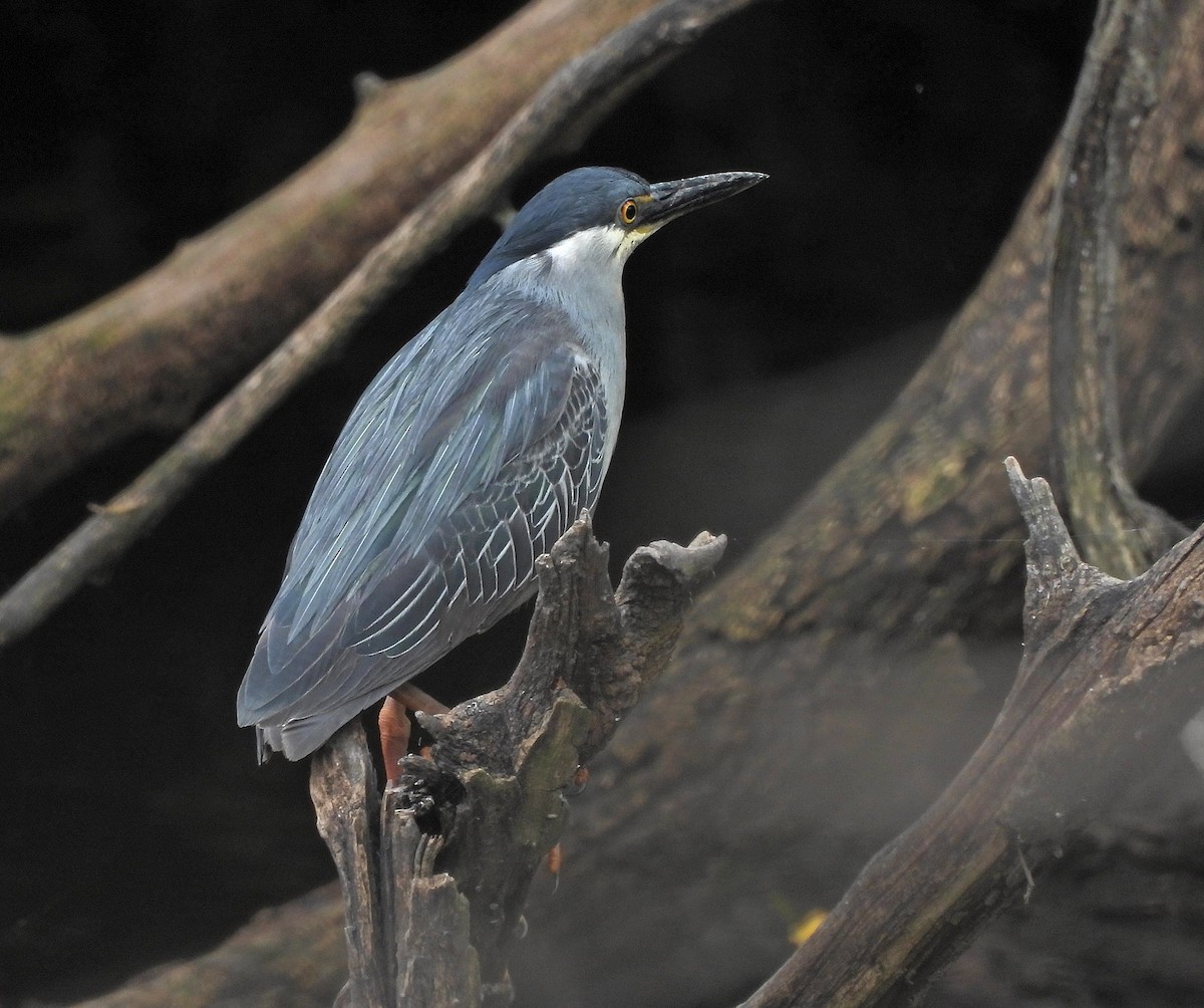 Striated Heron - ML646605245