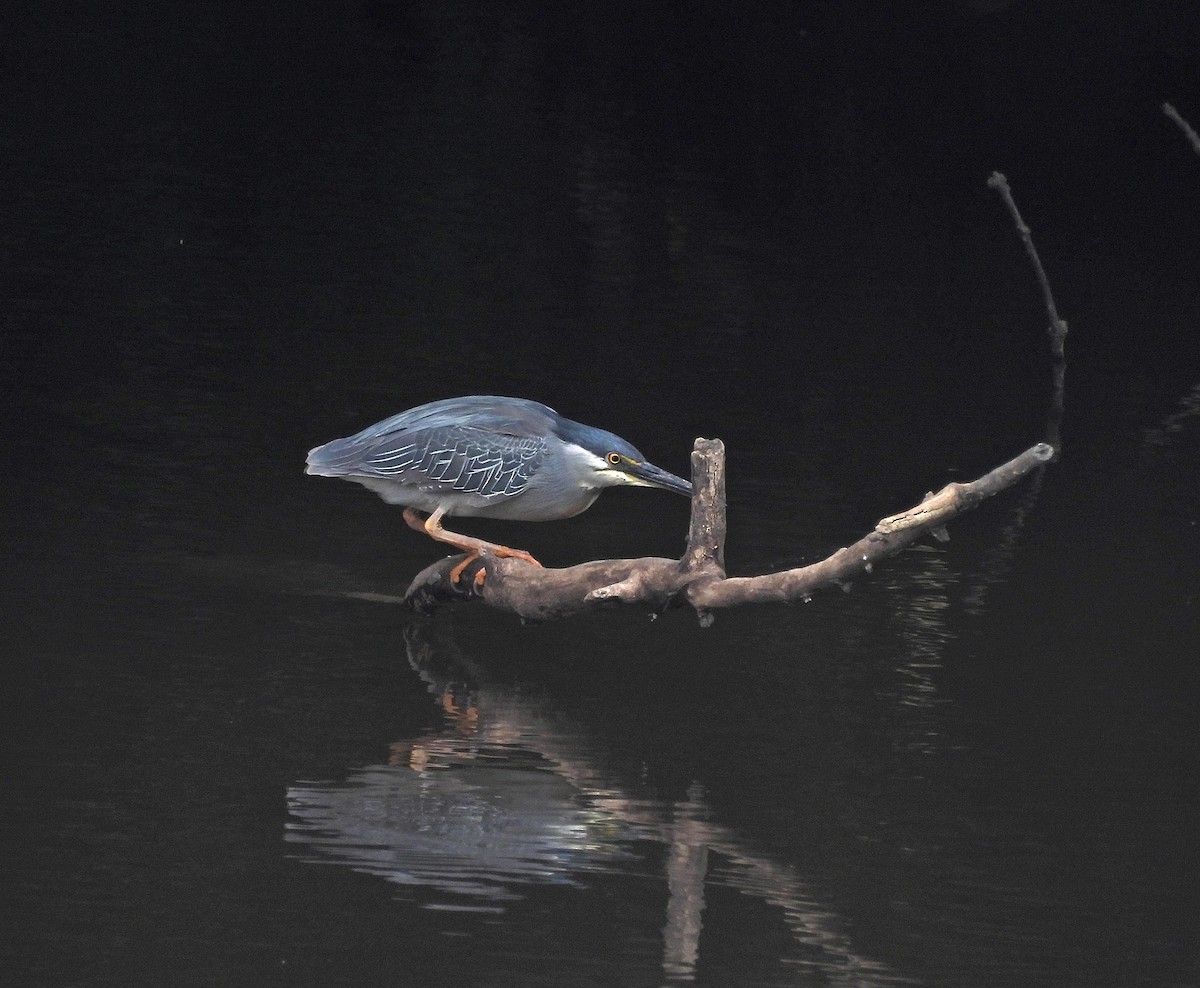 Striated Heron - ML646605246
