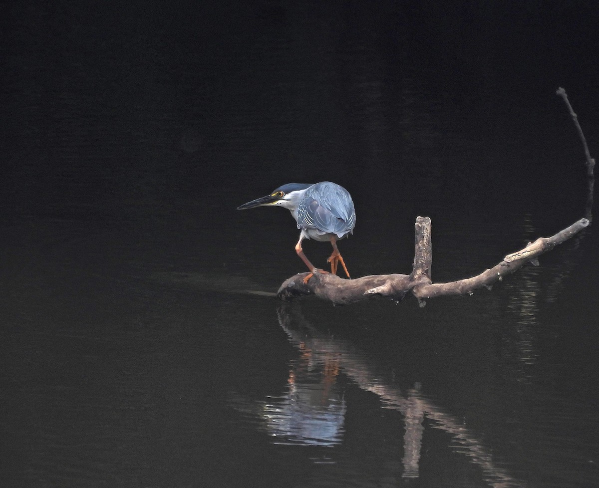 Striated Heron - ML646605247