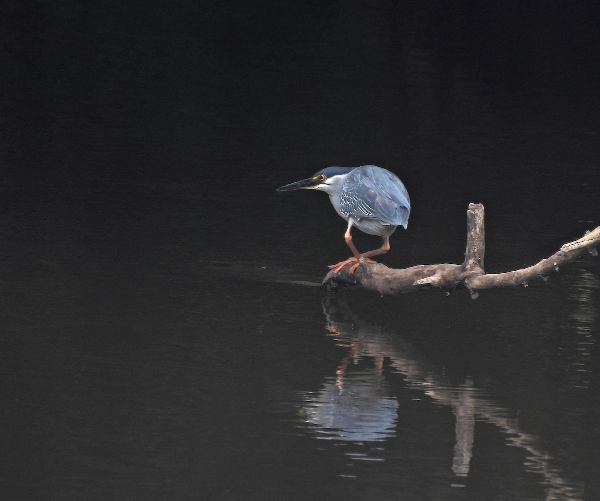 Striated Heron - ML646605248