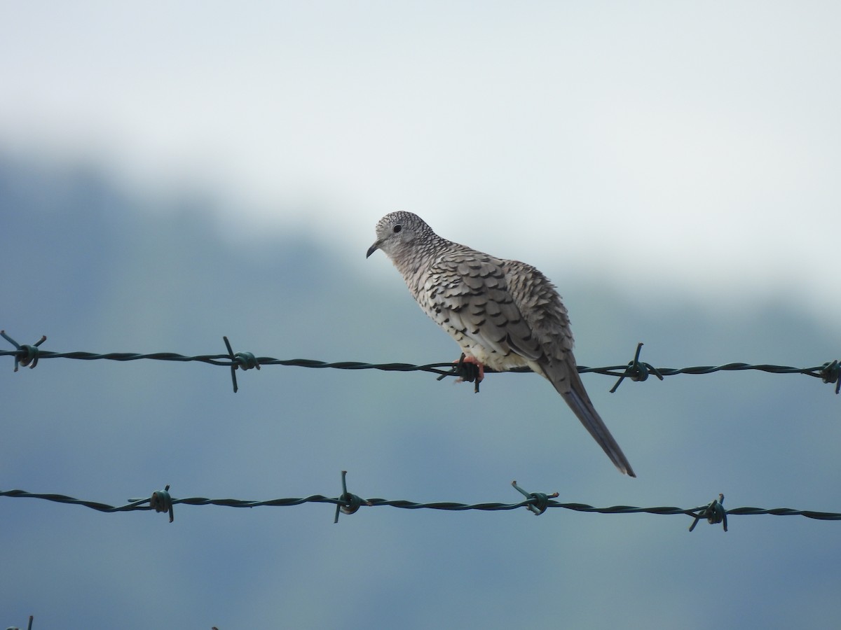 Scaled Dove - ML646605249