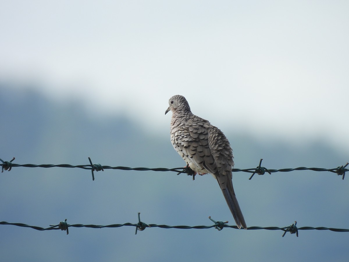 Scaled Dove - ML646605250