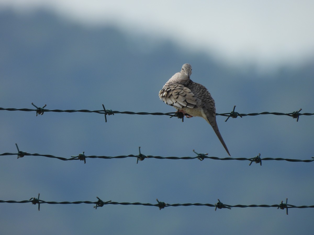 Scaled Dove - ML646605251