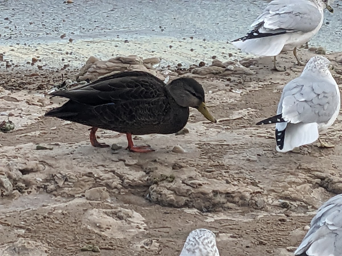 American Black Duck - ML646605253