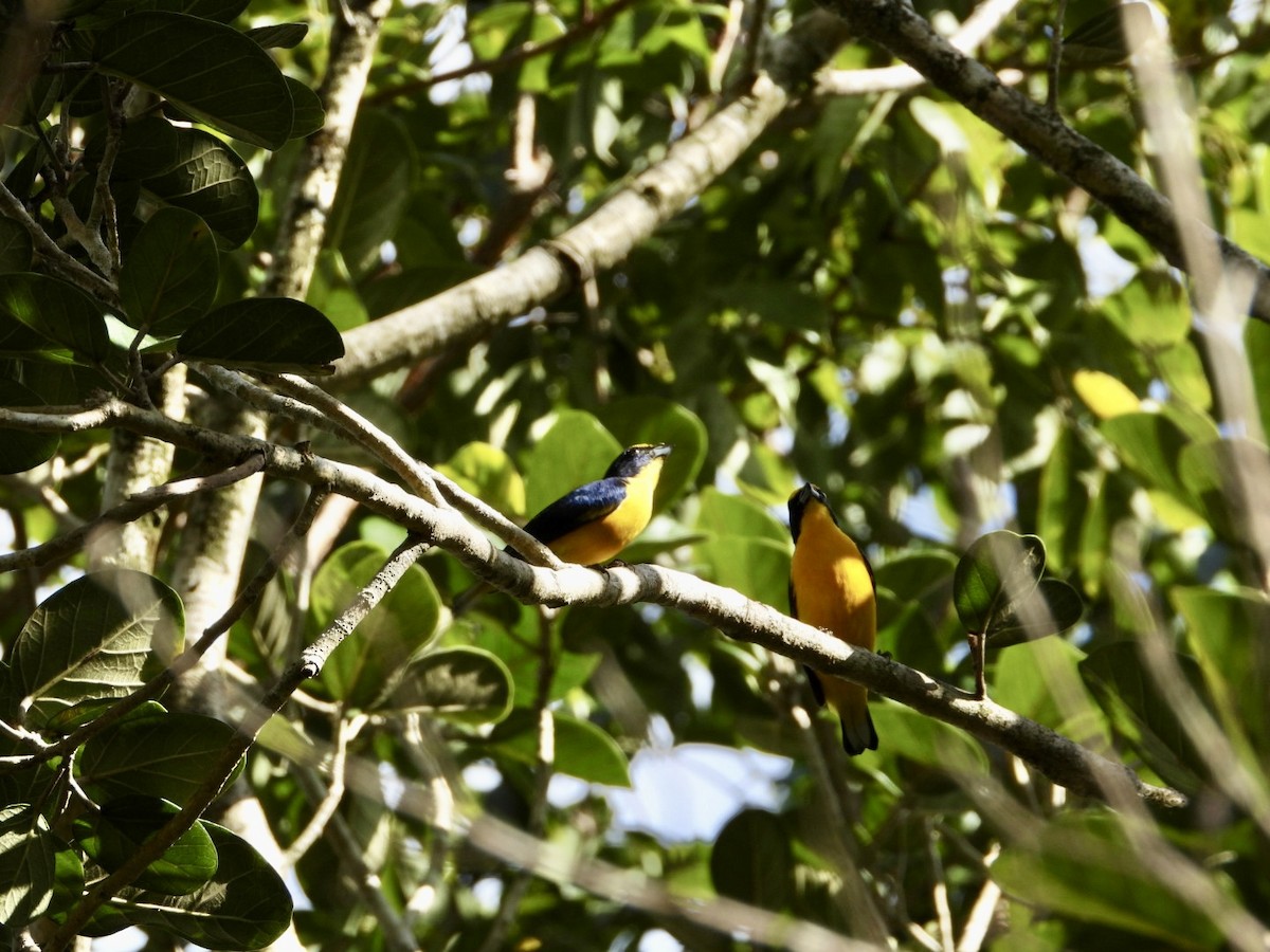 libohlásek Bonapartův - ML646605254