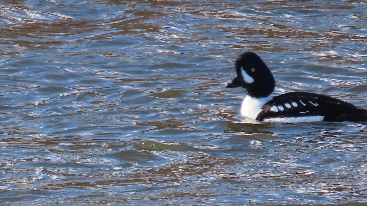 Barrow's Goldeneye - ML646605257