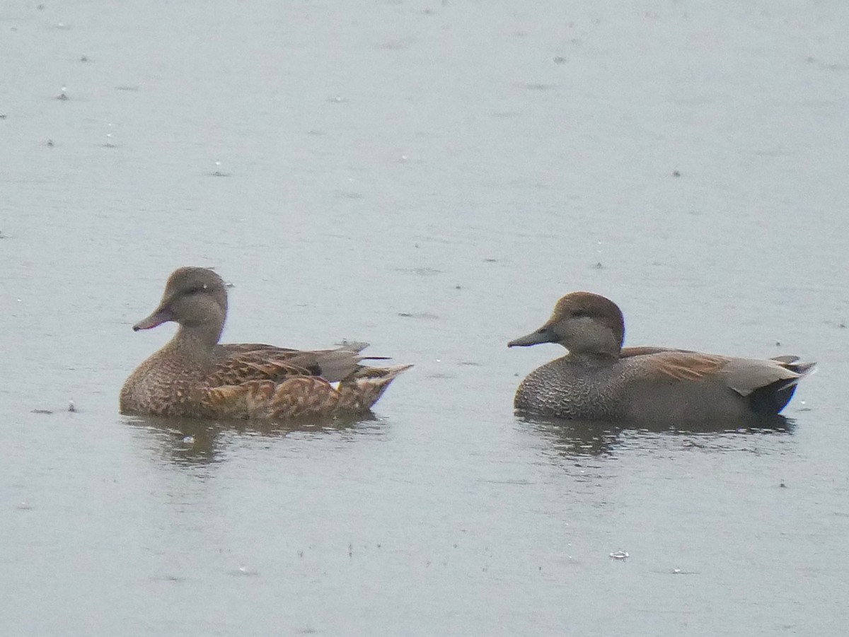 Gadwall - ML646605258