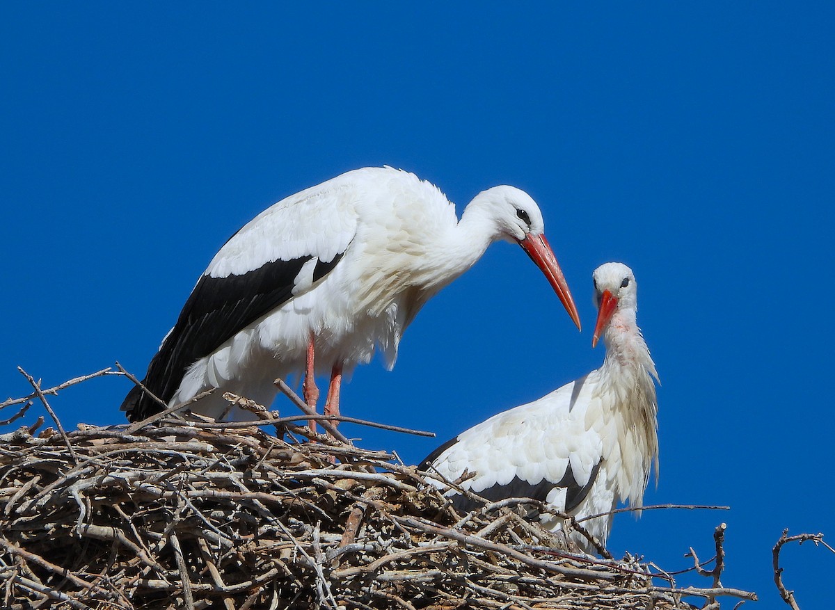 Cigüeña Blanca - ML646605259