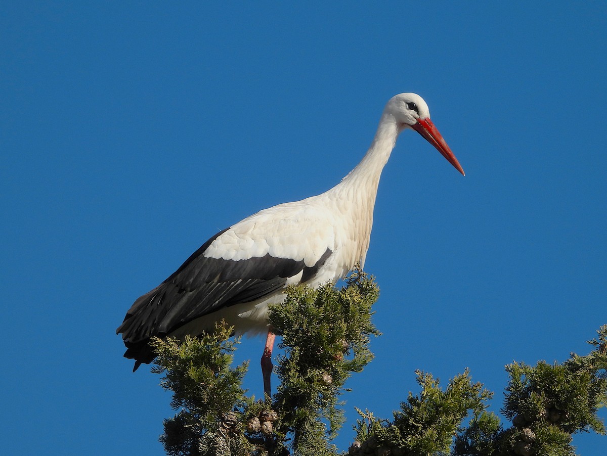 Cigüeña Blanca - ML646605260