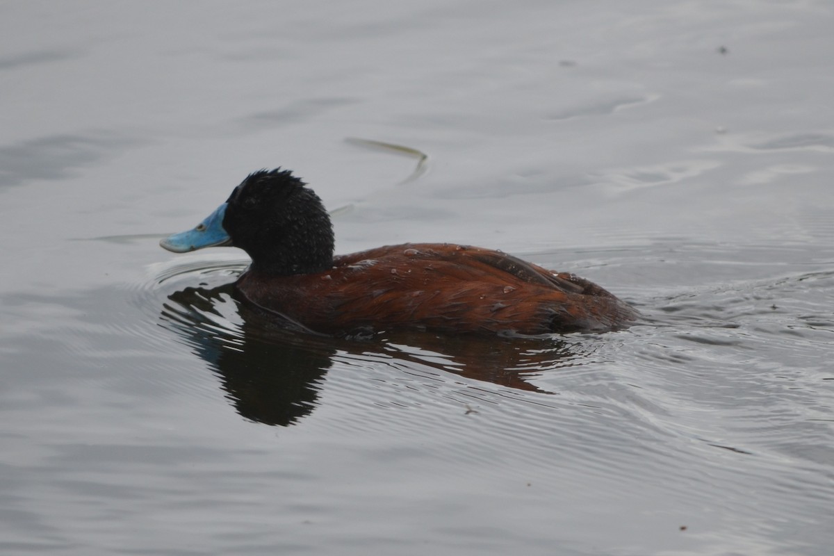 Blue-billed Duck - ML646605261