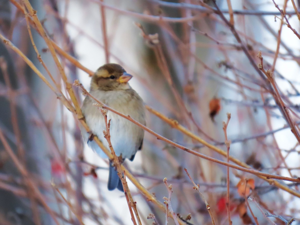 House Sparrow - ML646605265