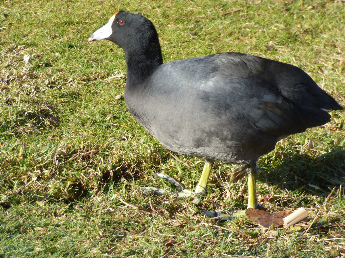 American Coot - ML646605266