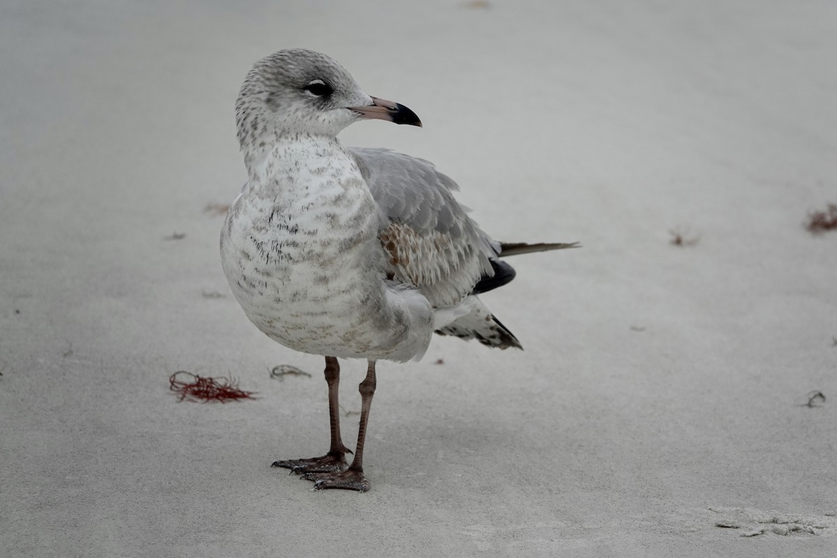 Goéland à bec cerclé - ML646605267