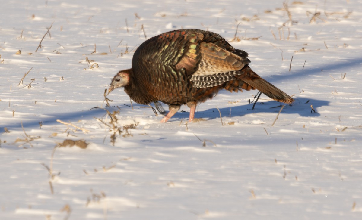 Wild Turkey - ML646605271