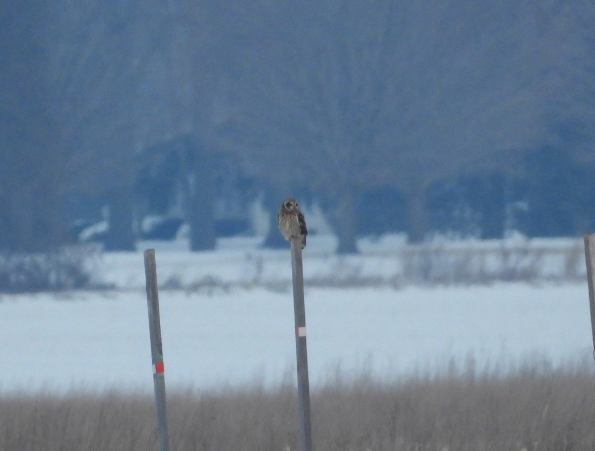 jordugle - ML646605274