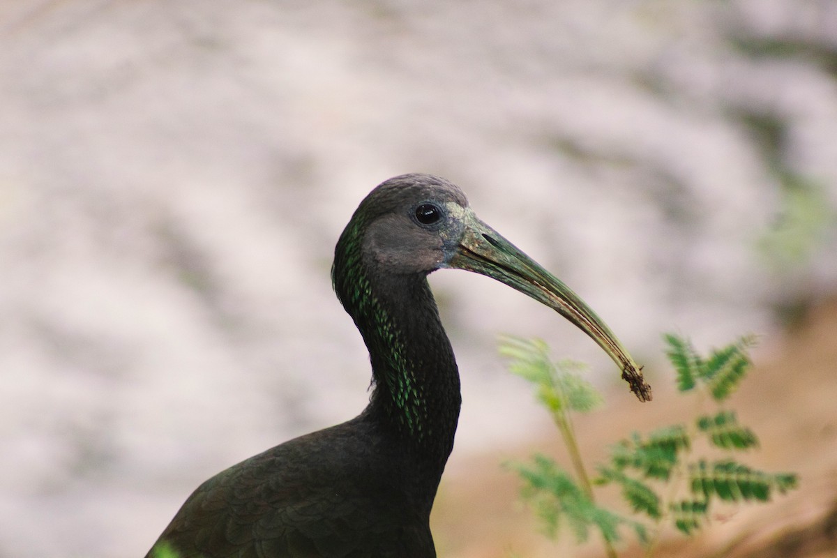 Green Ibis - ML646605275