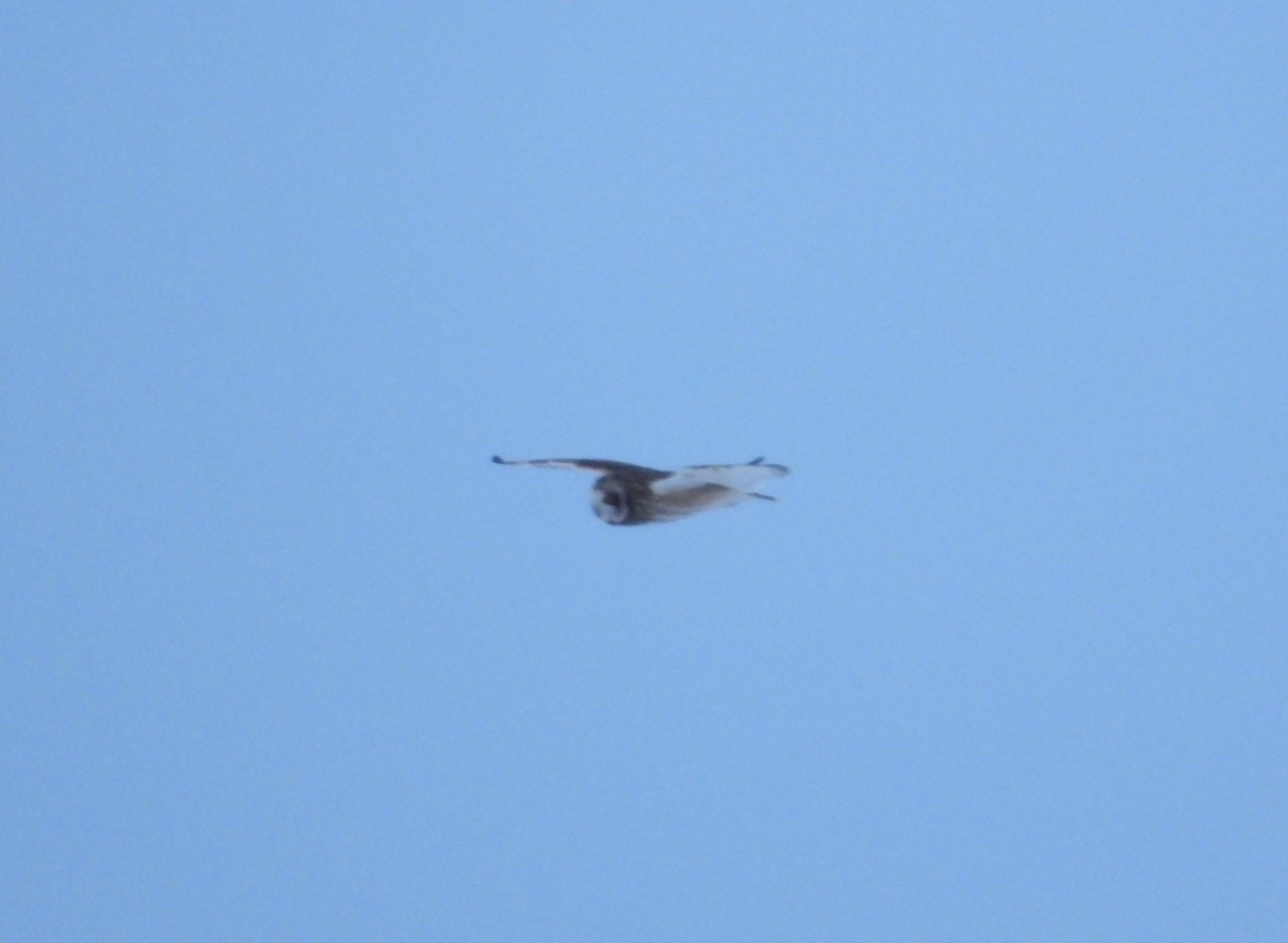 jordugle - ML646605276