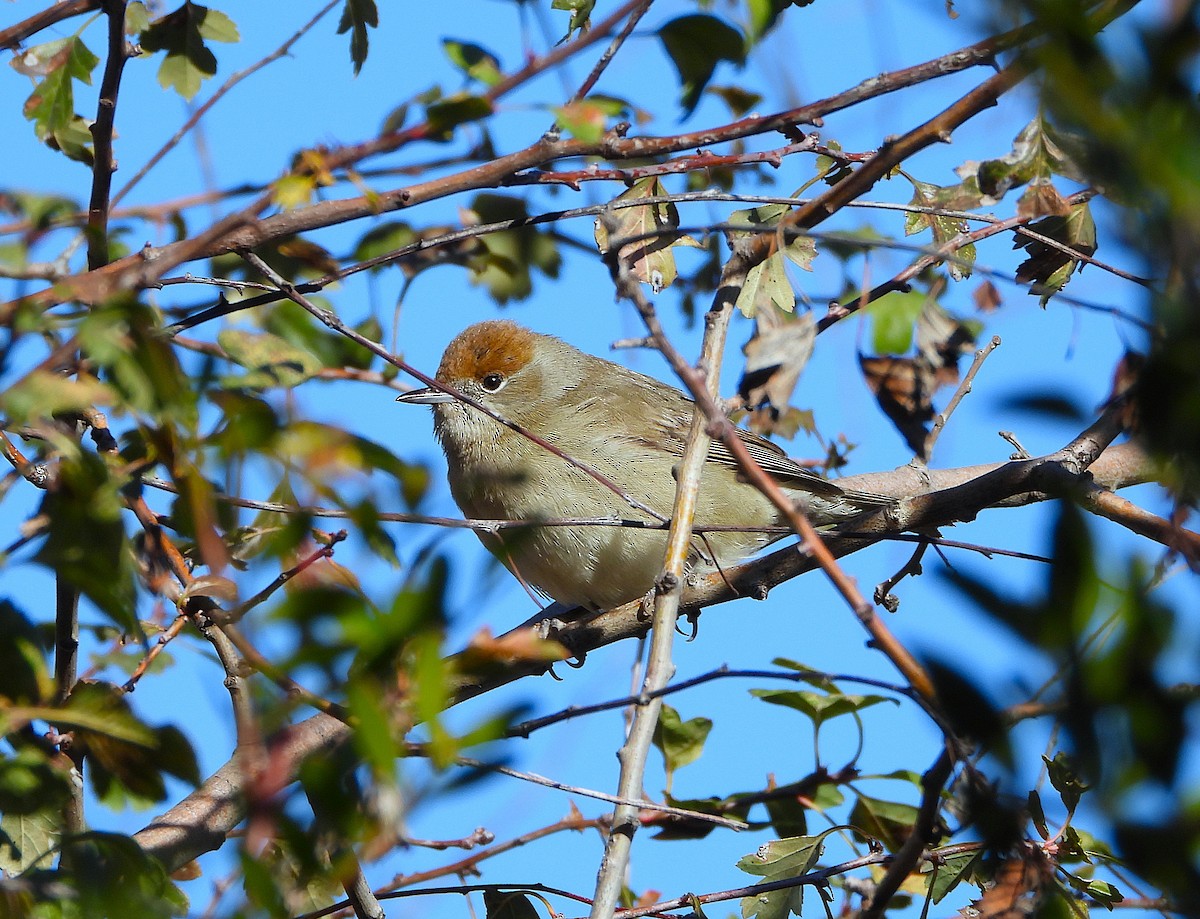 Curruca Capirotada - ML646605277