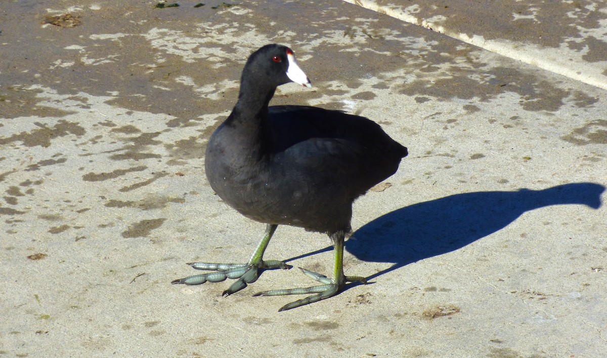 American Coot - ML646605281