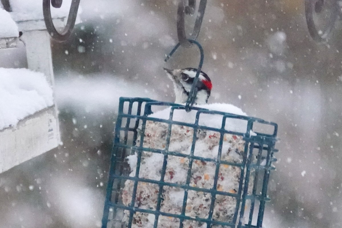 Dunenspecht - ML646605283