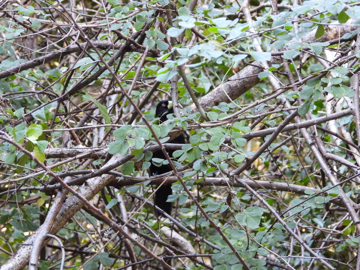 Yellow-billed Cacique - ML646605286